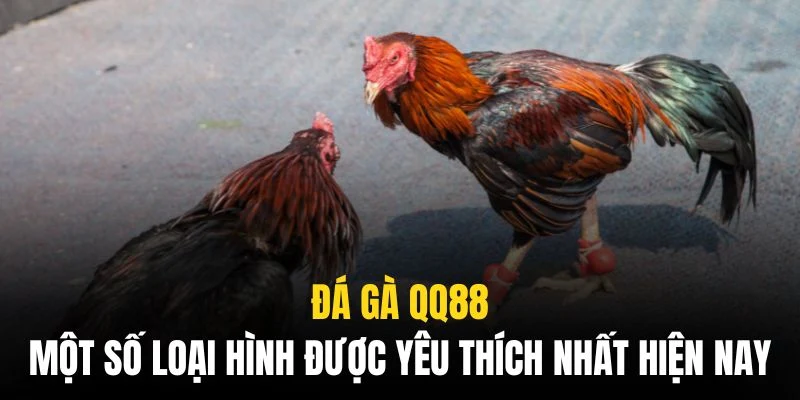 Giải đấu C1 luôn thu hút sự quan tâm, theo dõi đặc biệt