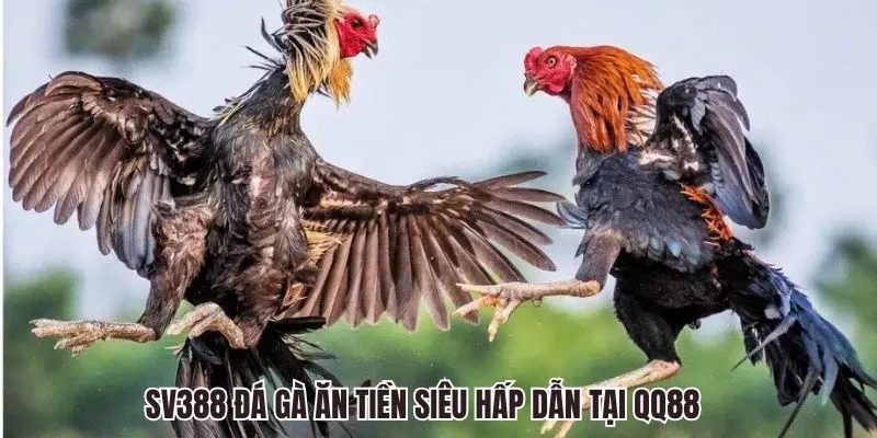 SV388 Đá Gà QQ88 - Sảnh Chọi Kê Trực Tuyến Siêu Hấp Dẫn 4 SV388 Đá Gà ăn tiền siêu hấp dẫn tại QQ88