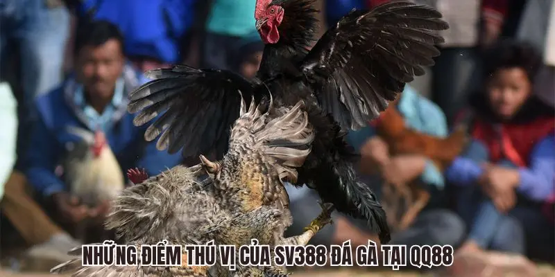 SV388 Đá Gà QQ88 - Sảnh Chọi Kê Trực Tuyến Siêu Hấp Dẫn 5 Những điểm thú vị của SV388 Đá Gà tại QQ88