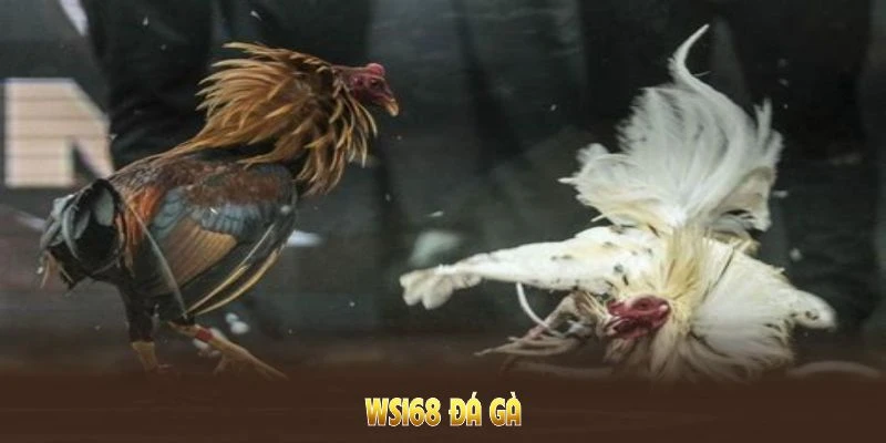 WS168 Đá Gà QQ88 - Nơi Hội Tụ Những Kê Thủ Đam Mê Chọi Kê 4 WS168 Đá Gà